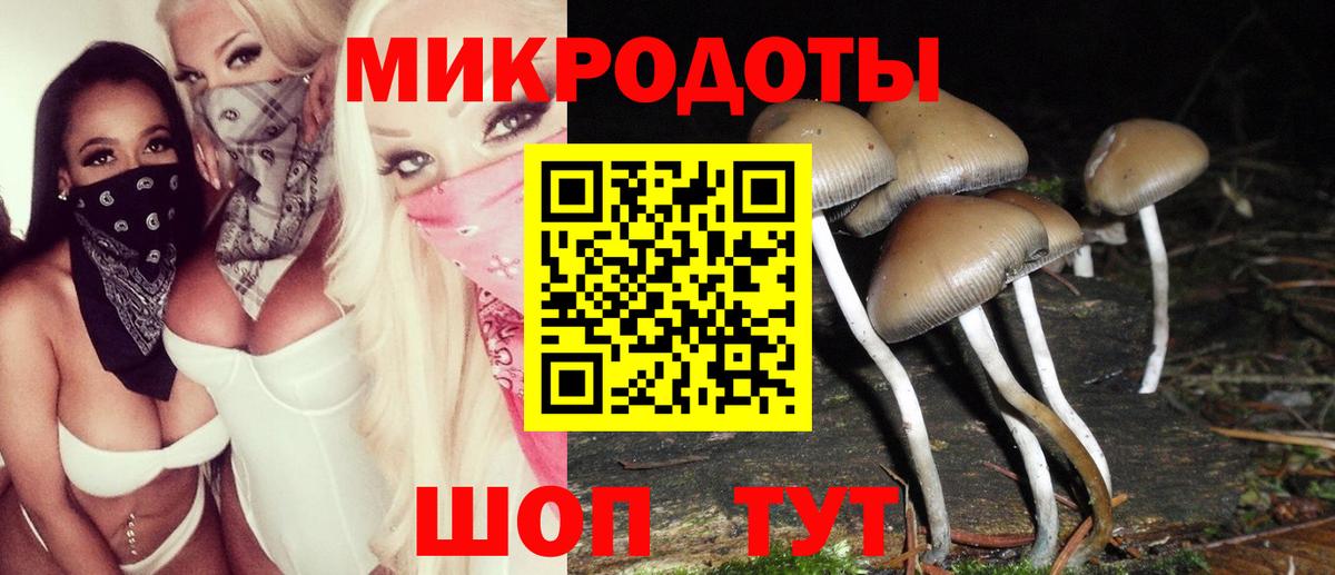 Галлюциногенные грибы Psilocybe Анжеро-Судженск